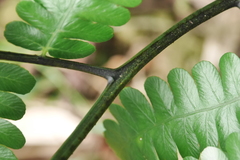 Diplazium doederleinii