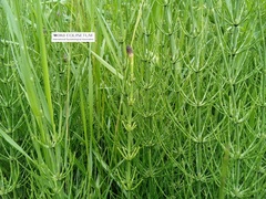 Equisetum palustre