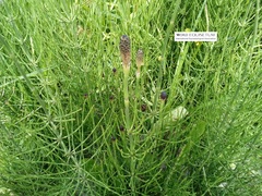 Equisetum palustre