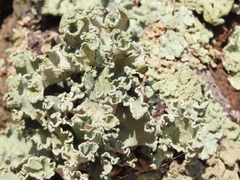 Parmotrema hypoleucinum