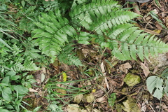 Diplazium doederleinii