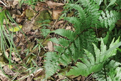 Diplazium doederleinii