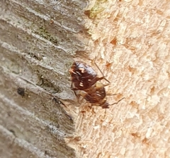 Anthocoridae