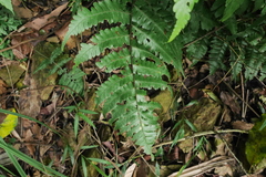 Diplazium doederleinii