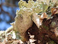 Parmotrema hypoleucinum