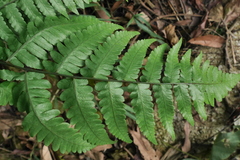Diplazium doederleinii