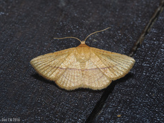 Striglina