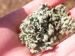 Parmotrema hypoleucinum