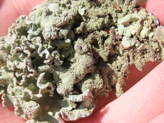 Parmotrema hypoleucinum