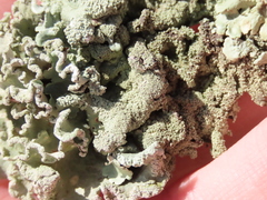 Parmotrema hypoleucinum