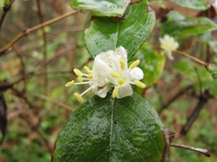 Lonicera fragrantissima
