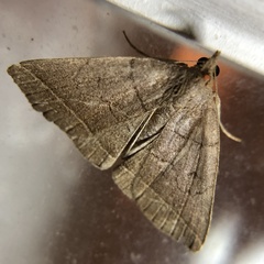 Zanclognatha obscuripennis