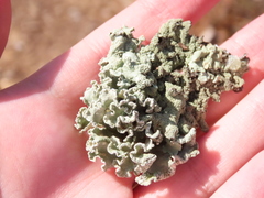 Parmotrema hypoleucinum