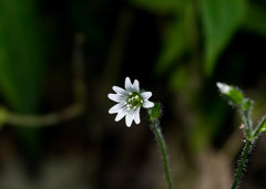 Cerastium texanum