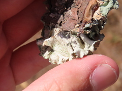 Parmotrema hypoleucinum