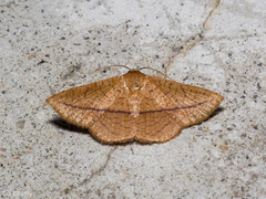 Striglina