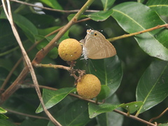 Deudorix epijarbas menesicles