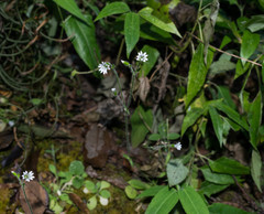 Cerastium texanum