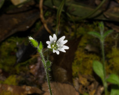 Cerastium texanum