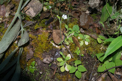 Cerastium texanum