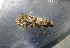 Triaxomera parasitella