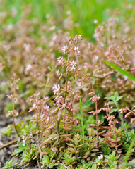 Sedum cepaea