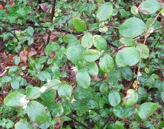 Lonicera fragrantissima