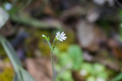 Cerastium texanum