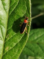 Cantharis nigra