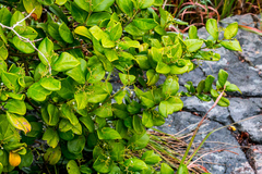 Cassinopsis tinifolia