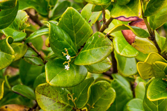 Cassinopsis tinifolia