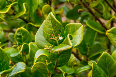 Cassinopsis tinifolia
