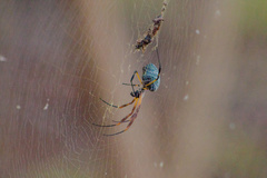 Trichonephila sexpunctata