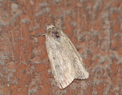 Amphipyra tragopoginis