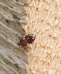 Anthocoridae