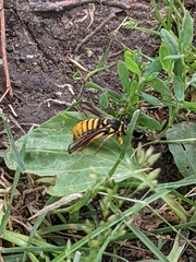 Paranthrene simulans