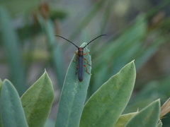 Oberea erythrocephala