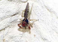 Indopadilla annamita