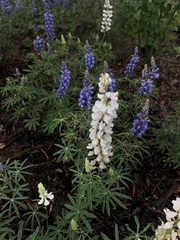 Lupinus albus