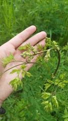 Thalictrum aquilegiifolium