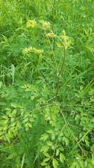 Thalictrum aquilegiifolium