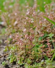 Sedum cepaea