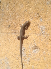 Podarcis muralis