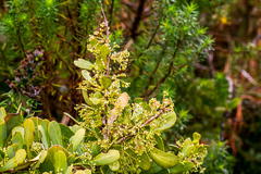 Gymnosporia glaucophylla