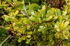 Gymnosporia glaucophylla