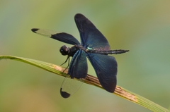 Rhyothemis fuliginosa