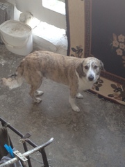 Canis familiaris