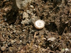 Xerolenta obvia