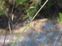 Oedipoda charpentieri