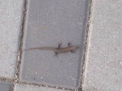 Podarcis muralis